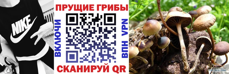 Псилоцибиновые грибы Psilocybe  Купить закладки  Новоуральск 